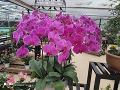 -西部兰花园生态园