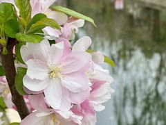 -海棠花溪(元大都城垣遗址公园)