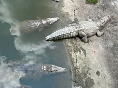 -广州长隆飞鸟乐园