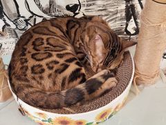 -猫小院猫主题餐厅(三里屯店)