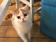 -Cappucimeow猫咪咖啡馆(韦伯时代店)