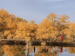 -金塔沙漠胡杨林景区