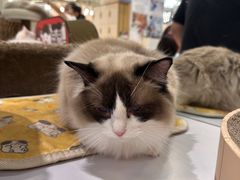 -COLOR PETS 撸猫馆·购猫·猫咖(长风大悦城店)