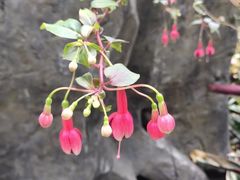 -南山植物园