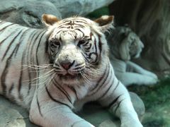 -北京野生动物园