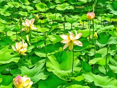 -莲花池公园