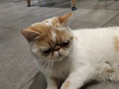 -吉丁鸟咖·异宠·寄养