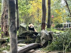 -都江堰中华大熊猫苑