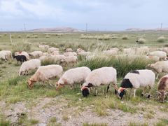 -青海湖国家重点风景名胜区