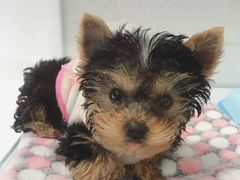 -BABYDOG宝贝狗宠物乐园(欧洲城店)