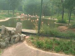 -石家庄市动物园