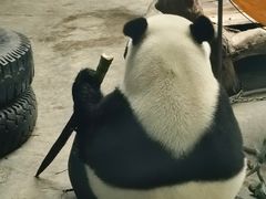 -石家庄市动物园