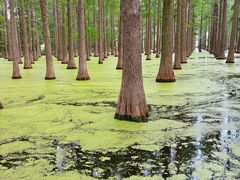 -渌洋湖湿地公园