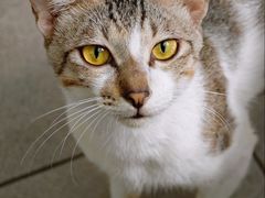 -太白餐厅•三十年老字号•坚持做现菜(体育东横街店)