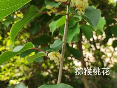 -崂山巨峰游览区