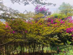 -广州市石门国家森林公园