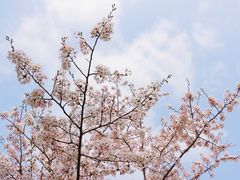 -顾村公园