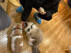 -滚猫咖啡·猫咖·猫友好撸猫(未来城店)