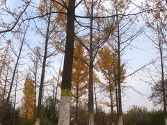 -永定河休闲森林公园