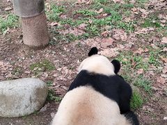 -都江堰中华大熊猫苑
