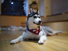-Husky Go! 哈士奇体验馆·宠物咖啡厅狗咖