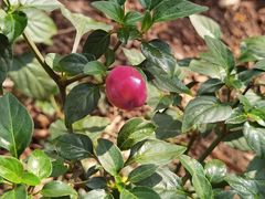 -中国科学院西双版纳热带植物园