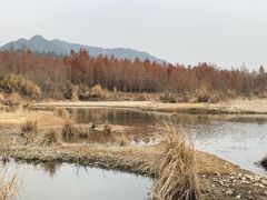 -小芝红树林