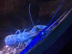 -瑞普利水族馆