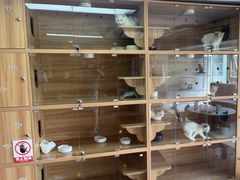 -喵百万·布偶·蓝金金渐层英短·猫舍(百子湾店)