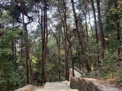 -铁山坪森林公园