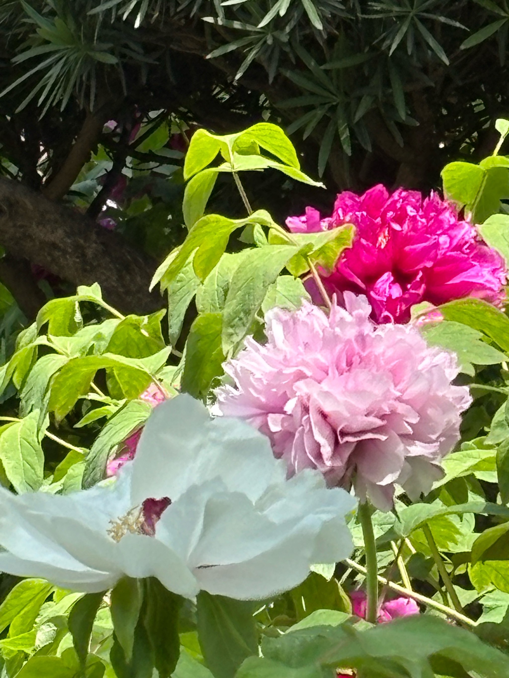 漕溪公园牡丹花展