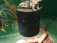 -上海大自然野生昆虫馆(东方明珠·爬宠昆虫探索中心)