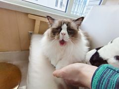 -鼓捣猫呢主题猫咖店