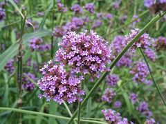 -黑龙江省森林植物园