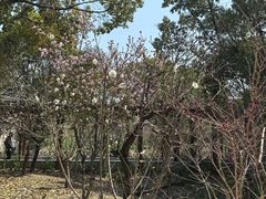 -南汇桃花村