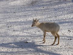 -沈阳森林动物园