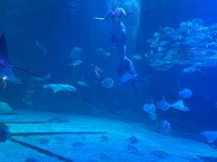 -烟台海昌鲸鲨海洋公园