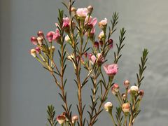 -眉州东坡(望京店)