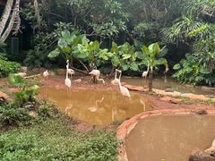 -海南热带野生动植物园