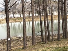 -贡湖湾湿地公园