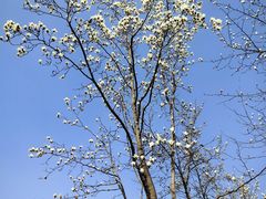 -梅花山(明孝陵内)
