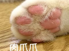 -李小姐の猫咖啡馆(五角场店)