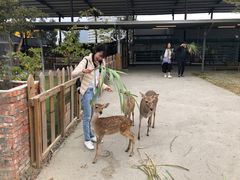 -鹿境梅花鹿生态园区