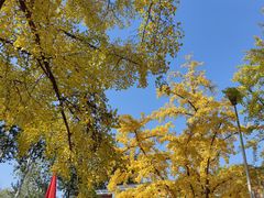 -三里屯东五街银杏大道