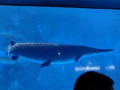 -烟台海昌鲸鲨海洋公园