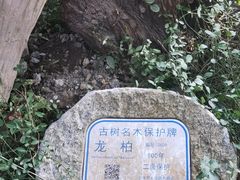 -叶家花园