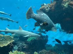 -鹿儿岛水族馆