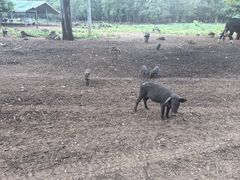 -老虎庙