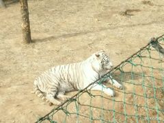 -石家庄市动物园