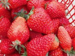 -胜丰草莓采摘园